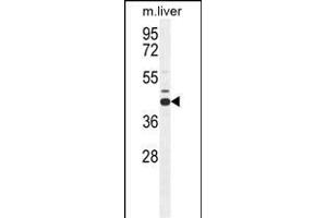 AHCY Antibody (N-term) (ABIN655151 and ABIN2844771) western blot analysis in mouse liver tissue lysates (35 μg/lane). (AHCY anticorps  (N-Term))