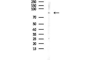 anti-SIX Homeobox 4 (SIX4) (Internal Region) antibody