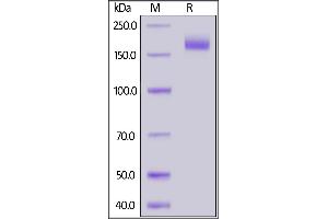 SARS-CoV-2 S protein, His Tag, Super stable trimer on SDS-PAGE under reducing (R) condition.