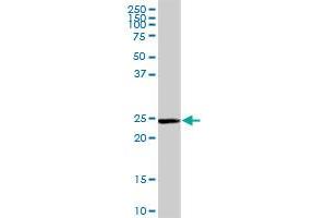 GSTM5 MaxPab rabbit polyclonal antibody.