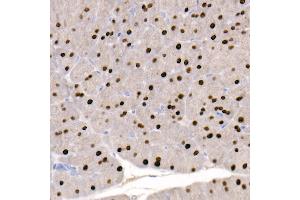 Immunohistochemistry of paraffin-embedded rat pancreas using G Rabbit mAb (ABIN7267359) at dilution of 1:100 (40x lens).