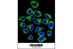 Confocal immunofluorescent analysis of COPE Antibody with A375 cell followed by Alexa Fluor 488-conjugated goat anti-rabbit lgG (green). (COPE anticorps  (C-Term))