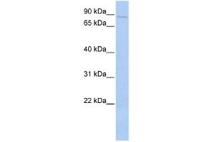 WB Suggested Anti-PRKRIR Antibody Titration: 0.