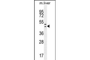 HEXIM1 antibody (Center) (ABIN655589 and ABIN2845076) western blot analysis in mouse liver tissue lysates (35 μg/lane). (HEXIM1 anticorps  (AA 194-222))