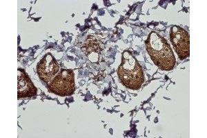 Expression of CB2 receptor in rat dermisImmunohistochemical staining of paraffin embedded section of rat dermis using Anti-Cannabinoid Receptor 2 Antibody (ABIN7043025, ABIN7044157 and ABIN7044158), (1:100).