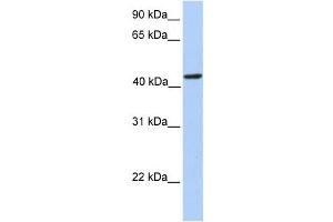 Western Blotting (WB) image for anti-phosphoribosylaminoimidazole Carboxylase, phosphoribosylaminoimidazole Succinocarboxamide Synthetase (PAICS) antibody (ABIN2458982) (PAICS anticorps)