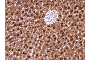 IHC-P Image Adenosine kinase antibody detects Adenosine kinase protein at nucleus on mouse liver by immunohistochemical analysis.