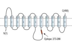 anti-Solute Carrier Family 29 (Nucleoside Transporters), Member 2 (SLC29A2) (3rd Intracellular Loop), (AA 273-288) antibody
