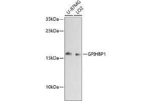 anti-Glycosylphosphatidylinositol Anchored High Density Lipoprotein Binding Protein 1 (GPIHBP1) (AA 50-151) antibody