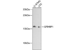 Western blot analysis of extracts of various cell lines, using GPIHBP1 antibody (ABIN6131315, ABIN6141330, ABIN6141331 and ABIN6217167) at 1:3000 dilution. (GPIHBP1 anticorps  (AA 50-151))
