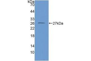 Western blot analysis of recombinant Mouse GDH.