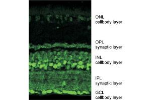 Indirect immunostaining of mouse retina labeling ribeye (synaptic layers) and CtBP 2 (cellbodies) dilution: 1 : 10000 (Ribeye (AA 974-988) anticorps)