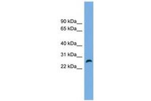 Image no. 1 for anti-Family with Sequence Similarity 3, Member D (FAM3D) (AA 143-192) antibody (ABIN6744991) (FAM3D anticorps  (AA 143-192))