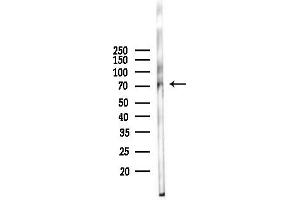 Western blot analysis of lysates from Mouse liver, using Phospho-FOXO1A (Ser256) Antibody at 1/1000 dilution.