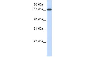 WB Suggested Anti-HSPA8 Antibody Titration:  0. (Hsc70 anticorps  (N-Term))