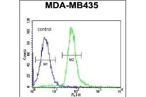 RRAGD Antibody (Center) (ABIN651150 and ABIN2840101) flow cytometric analysis of MDA-M cells (right histogram) compared to a negative control cell (left histogram). (RRAGD anticorps  (AA 171-199))