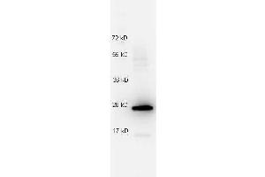 Western Blotting (WB) image for anti-Interleukin 27 (IL27) antibody (ABIN1043836) (IL-27 anticorps)