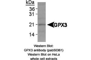 Image no. 1 for anti-Glutathione Peroxidase 3 (Plasma) (GPX3) antibody (ABIN363670)