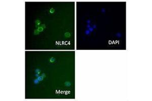 Immunofluorescence (IF) image for anti-NLR Family, CARD Domain Containing 4 (NLRC4) antibody (ABIN2665296) (NLRC4 anticorps)