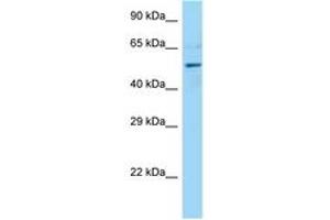 Image no. 1 for anti-Dynactin 4 (DCTN4) (AA 376-425) antibody (ABIN6748289) (Dynactin 4 anticorps  (AA 376-425))