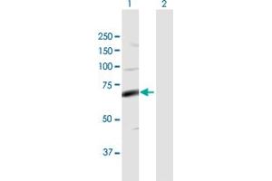 Western Blot analysis of FASTK expression in transfected 293T cell line by FASTK MaxPab polyclonal antibody. (FASTK anticorps  (AA 1-549))
