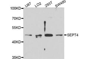 Western blot analysis of extract of various cells, using 4-九月 antibody. (Septin 4 anticorps)