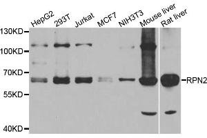 Western blot analysis of extracts of various cell lines, using RPN2 antibody (ABIN5974836) at 1/1000 dilution. (Ribophorin II anticorps)
