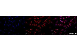 Immunocytochemistry/Immunofluorescence analysis using Rabbit Anti-GRP78 Polyclonal Antibody . (GRP78 anticorps  (HRP))