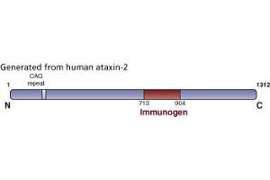 Image no. 3 for anti-Ataxin 2 (ATXN2) (AA 713-904) antibody (ABIN968504) (Ataxin 2 anticorps  (AA 713-904))