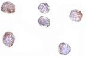 Immunohistochemistry (IHC) image for anti-Claudin 1 (CLDN1) (C-Term) antibody (ABIN1030339) (Claudin 1 anticorps  (C-Term))