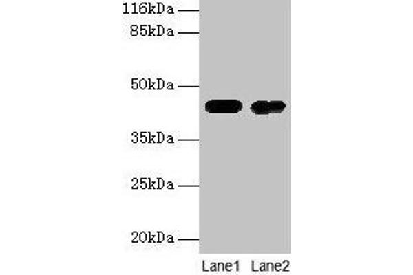 CKB anticorps  (AA 2-270)
