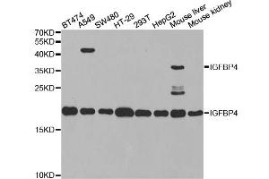 Western blot analysis of extracts of various cell lines, using IGFBP4 antibody. (IGFBP4 anticorps)