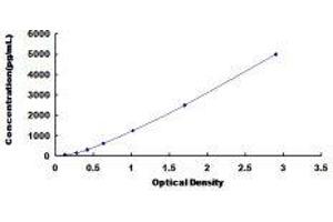 ELISA image for CD160 (CD160) ELISA Kit (ABIN417563)