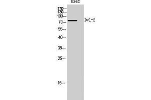 Western Blotting (WB) image for anti-Dishevelled, Dsh Homolog 2 (Drosophila) (DVL2) (C-Term) antibody (ABIN3184366) (DVL2 anticorps  (C-Term))