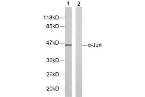 Western blot analysis of extracts from HeLa cells using c-Jun (Ab-91) antibody (E021021). (C-JUN anticorps)