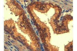 ABIN185302 (4µg/ml) staining of paraffin embedded Human Prostate.