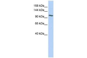 NNT antibody used at 1 ug/ml to detect target protein.