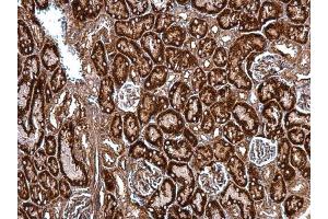 IHC-P Image HSP47 antibody [N2C2], Internal detects HSP47 protein at cytosol on mouse kidney by immunohistochemical analysis. (SERPINH1 anticorps  (Internal Region))