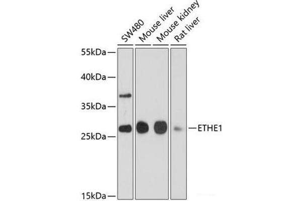 ETHE1 抗体