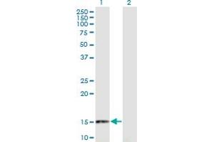 Western Blot analysis of RANGRF expression in transfected 293T cell line by RANGRF monoclonal antibody (M02), clone 1H4. (RANGRF anticorps  (AA 1-146))
