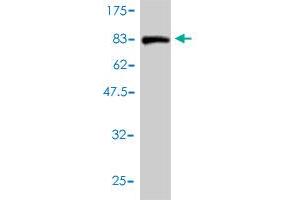 Western Blot detection against Immunogen (84. (PTBP2 anticorps  (AA 1-532))