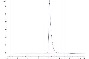 The purity of Canine AFP is greater than 95 % as determined by SEC-HPLC.