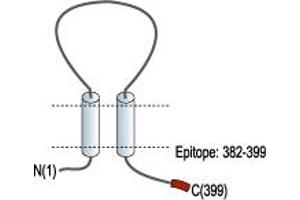 Representative domain view of the target of ABIN7885333.