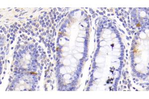 Detection of GHRL in Human Colon Tissue using Polyclonal Antibody to Ghrelin (GHRL) (Ghrelin anticorps  (AA 25-117))