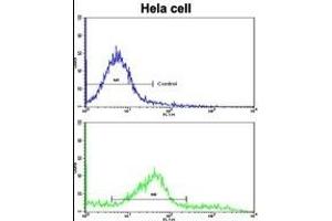 Flow cytometric analysis of hela cells using CLNS1A Antibody (C-term)(bottom histogram) compared to a negative control (top histogram). (CLNS1A anticorps  (C-Term))
