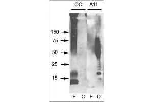 Western blot analysis of Aβ42 fibrils and prefibrillar oligomers. (Amyloid Fibrils anticorps)
