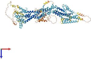 AlphaFold protein structure predicition of Mouse Recombinant Tubgcp5 Protein, UniprotID Q8BKN5