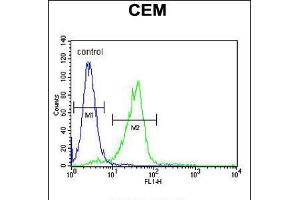 Flow cytometric analysis of CEM cells (right histogram) compared to a negative control cell (left histogram). (C11ORF74 anticorps  (C-Term))