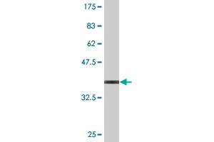 Western Blot detection against Immunogen (36.