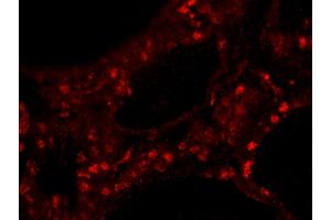 Immunofluorescence (IF) image for anti-Zinc Finger Protein 318 (Znf318) (AA 2049-2099) antibody (ABIN7449041) (ZNF318 anticorps  (AA 2049-2099))